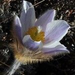 Anemone vernalis Flor