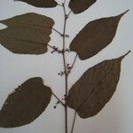 Byttneria cordifolia Altro