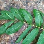 Sorbus domestica Feuille