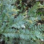 Diospyros hoyleana Leaf