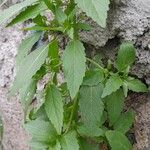 Mercurialis annua Habitat