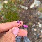 Phyllodoce caerulea 花