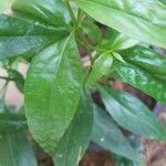 Andrographis paniculata Blad