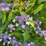 Hydrangea aspera Flor