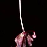 Acianthus tenuilabris Fruit