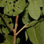 Trichilia quadrijuga 樹皮