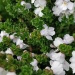 Prostanthera cuneata Yaprak
