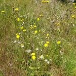 Crepis nicaeensis Habitat