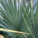 Sabal minor Leaf