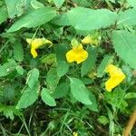 Impatiens noli-tangere Fleur