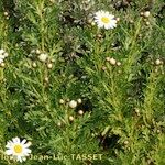 Argyranthemum maderense Habitatea