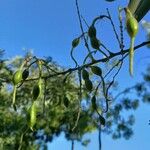 Sophora japonica Fruit