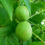 Juglans regia Плод