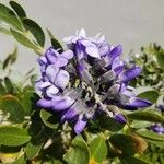 Dermatophyllum secundiflorum Flower