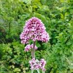 Valeriana rubraFlower