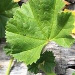 Malva nicaeensis Leaf