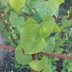 Dioscorea tokoro Leaf