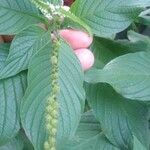 Heliotropium angiospermum Blad