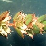 Illecebrum verticillatum 花