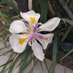 Dietes iridioides Flor