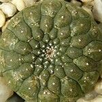 Euphorbia gymnocalycioides