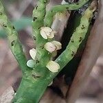 Chamaedorea microspadix Květ