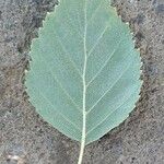 Betula utilis Blad