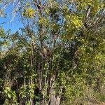 Picrodendron baccatum Corteza