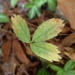 Potentilla caulescens Φύλλο