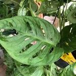 Monstera adansoniiبرگ