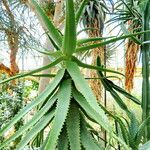 Aloe elgonica পাতা