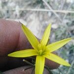 Gagea reticulata Flower