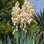 Yucca gloriosaÕis