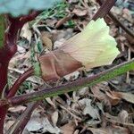 Abelmoschus esculentus Flor