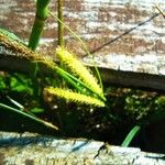 Carex utriculata Hostoa