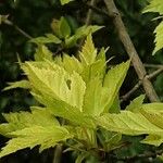 Acer tataricum Folha