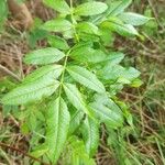 Rosa virginiana Blatt