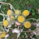 Helichrysum foetidum Blüte