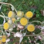 Helichrysum foetidum Flower