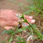 Ophrys arachnitiformis Çiçek