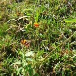 Asclepias curassavica Hábitos