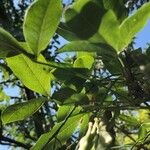 Calpurnia aurea Blad