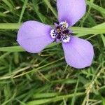 Herbertia lahue Lorea