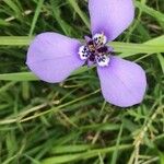 Herbertia lahue Flor