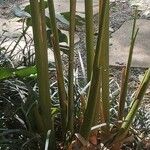 Calathea lutea Ŝelo