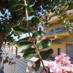 Lagerstroemia indicaЛисток