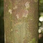 Oxandra asbeckii Corteza