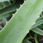 Aloe vera Лист