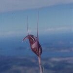 Pterostylis ophioglossa Meyve