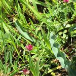 Trifolium depauperatum Hábito